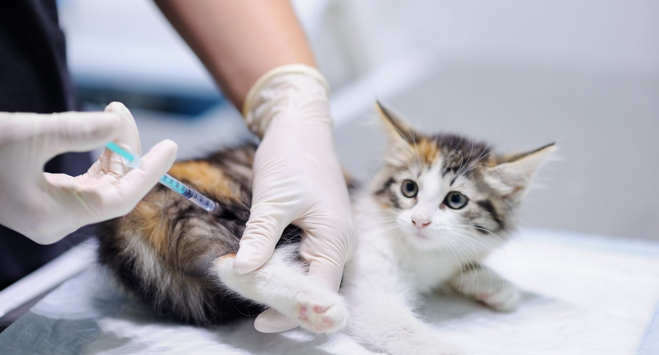 Importance Of Animal Vaccinations