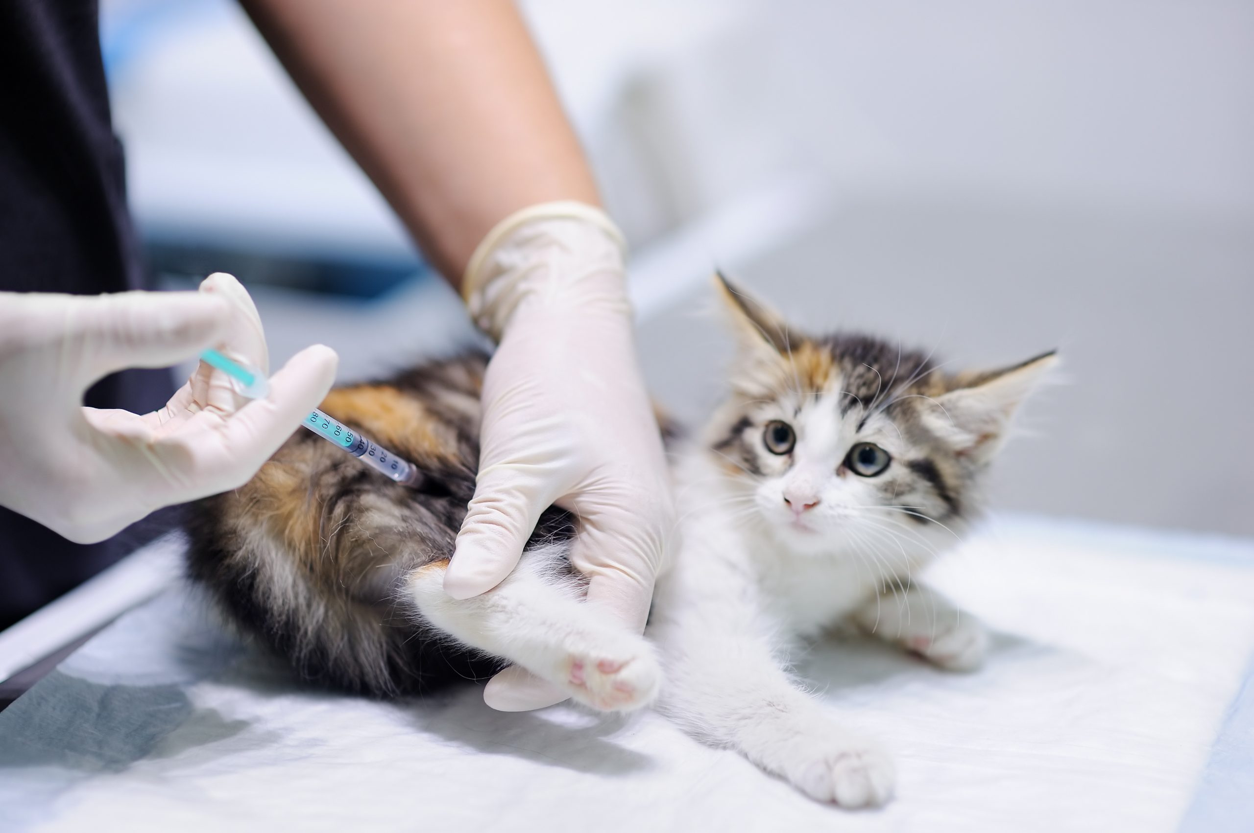 animal vaccinations