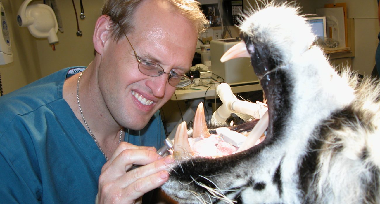 How Can An Animal Dentistry Serve You Well?