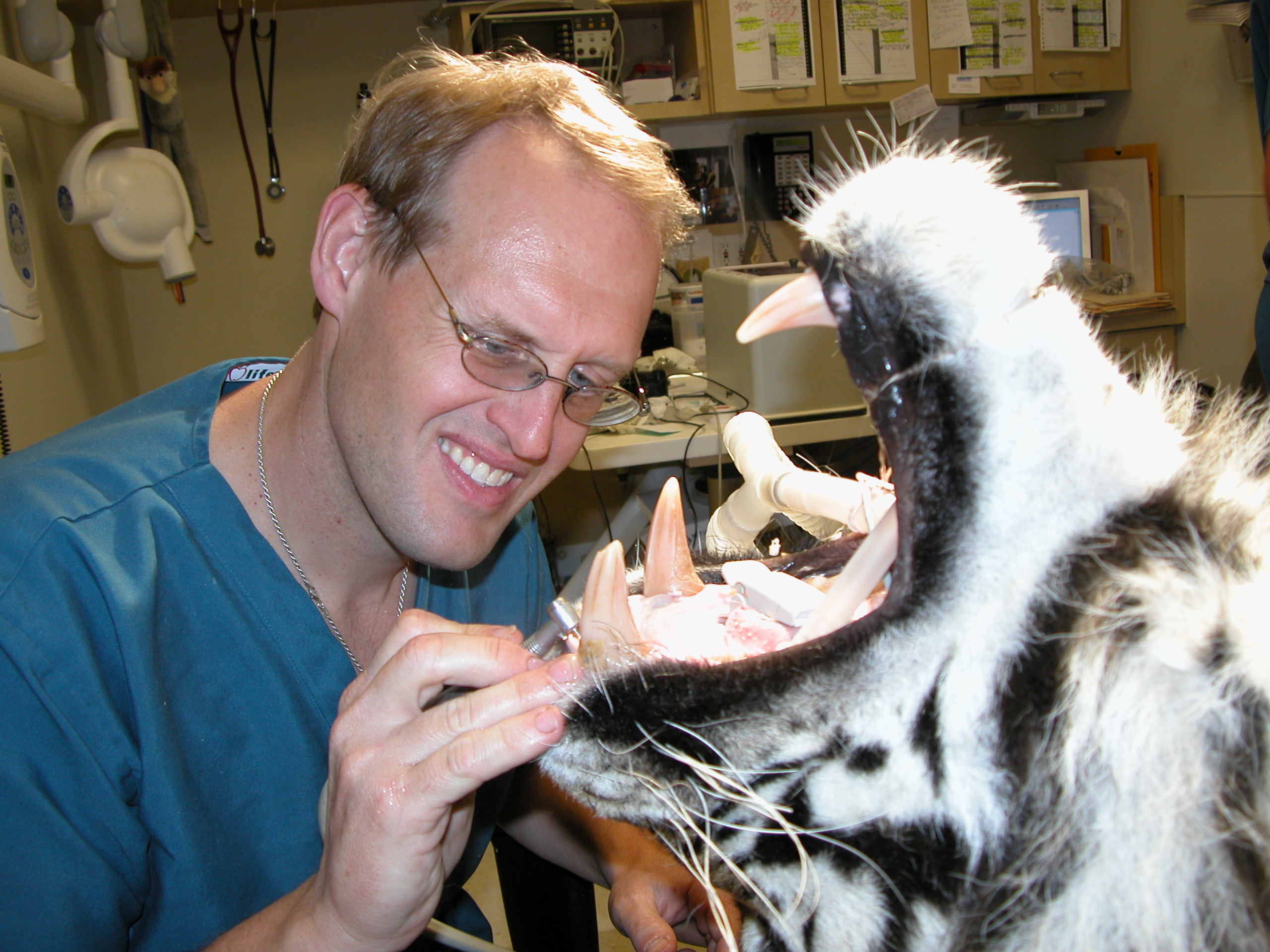 animal dentistry