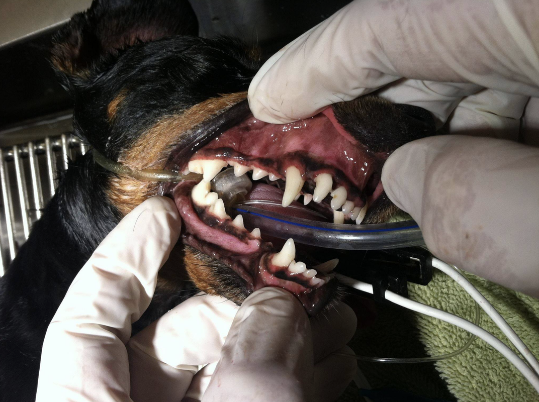 animal dentistry