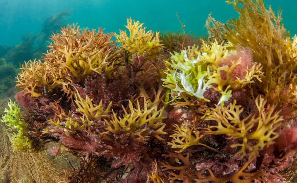 How To Use Sea Moss And Bladderwrack In Your Skincare Routine