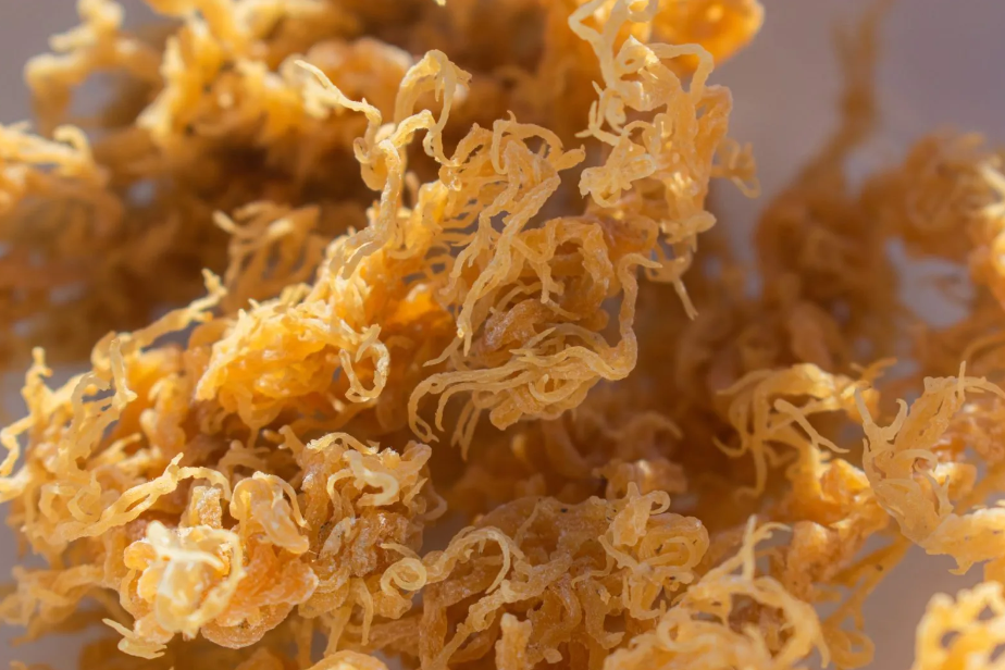 Sea Moss and Bladderwrack