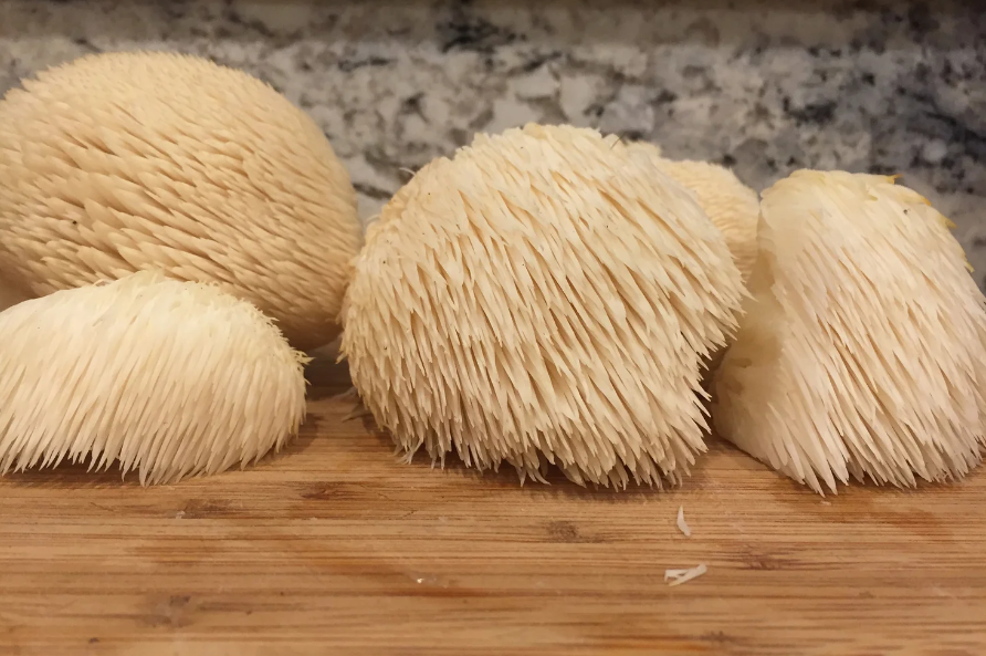 Lion’s Mane Mushroom
