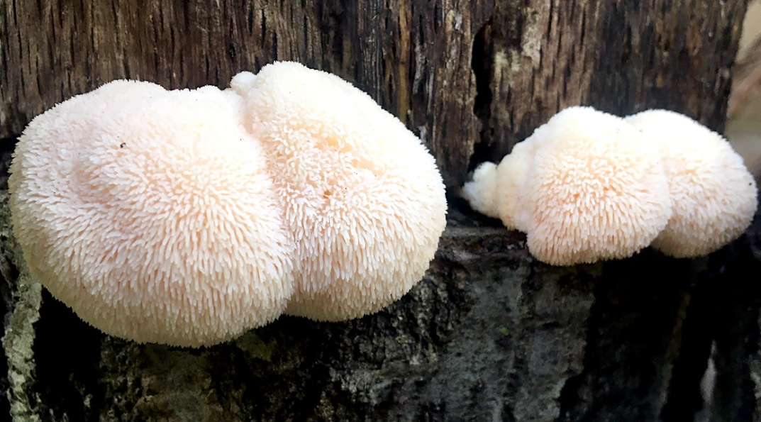 Lion’s Mane Mushroom