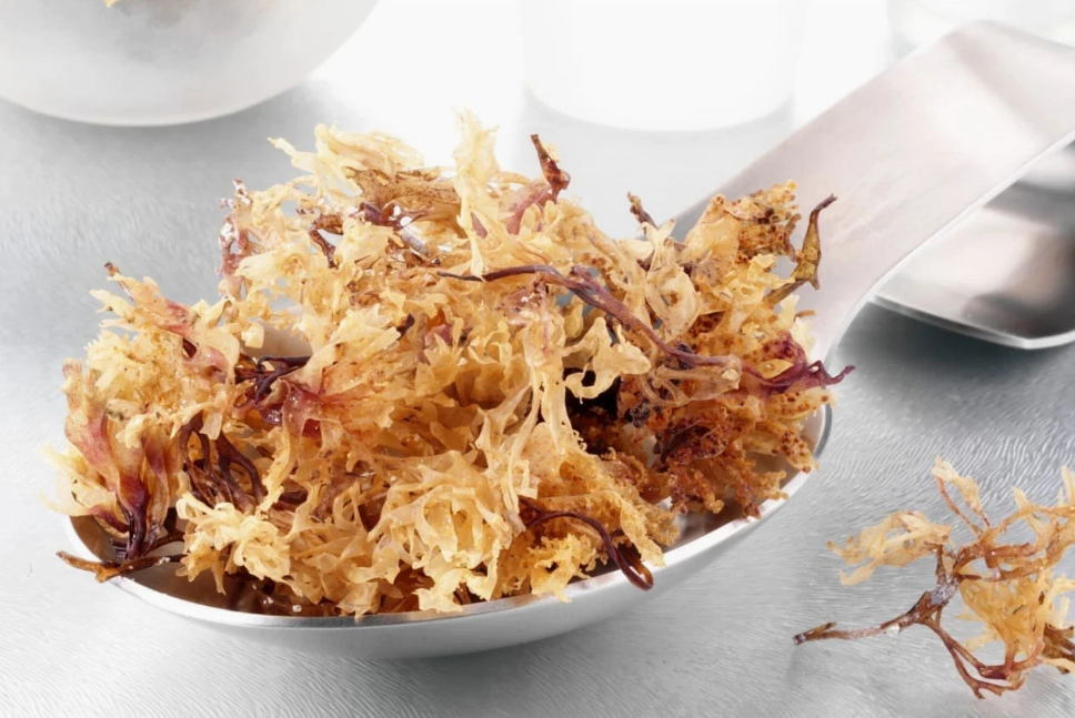 Irish sea moss benefits